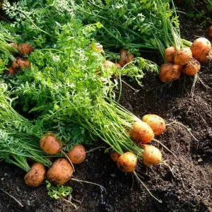 Parisian Carrot Seeds