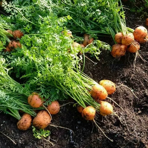 Parisian Carrot Seeds